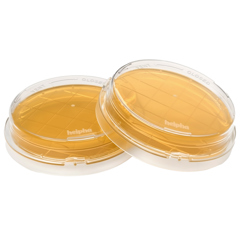 Agar soia triptico per contatto plus